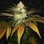 T.H.Seeds™ Cannabisfrø Orangesicle, 6+1 specialpakke, feminiseret
