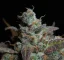 Fast Buds Sjemenke konoplje Limun AK Auto