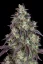 Fast Buds Sjemenke konoplje Lemon Pie Auto