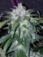Fast Buds Sjemenke konoplje Tangie Auto