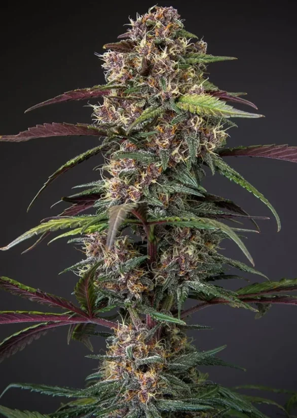 Dutch Passion Seminte de canabis Auto Blackberry Kush® Autoflowering