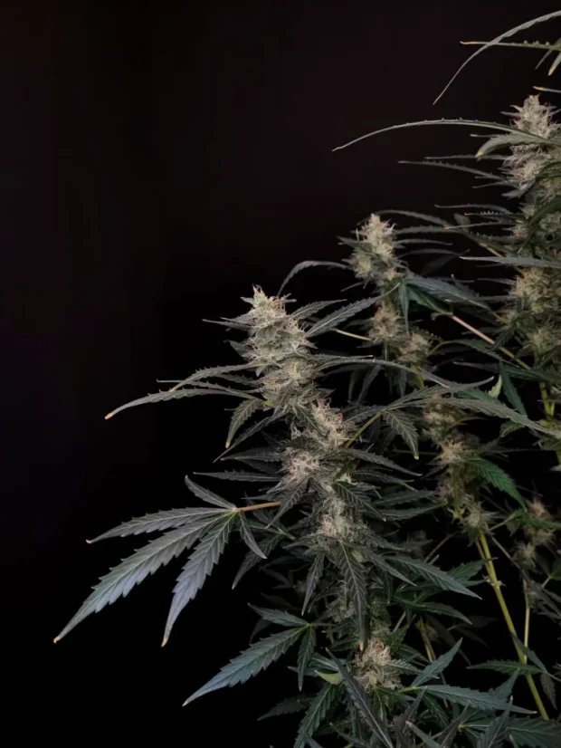 Fast Buds Sjemenke konoplje Amnesia Haze Auto