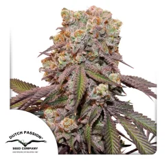 Dutch Passion Seminte de canabis Auto Candy Bubatz XL® Autoflowering