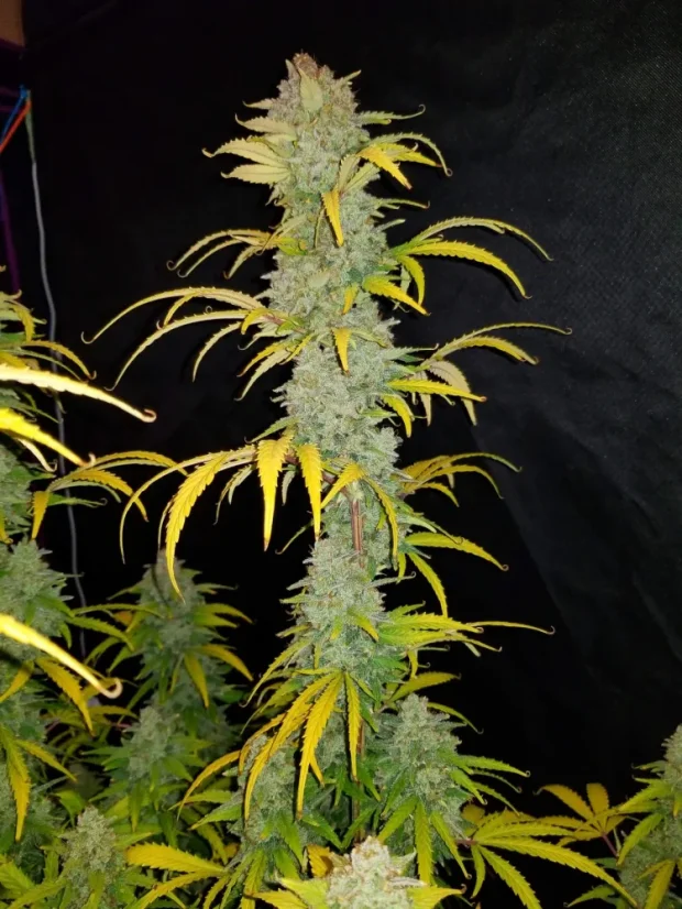 Fast Buds Biji Ganja Blue Dream Auto