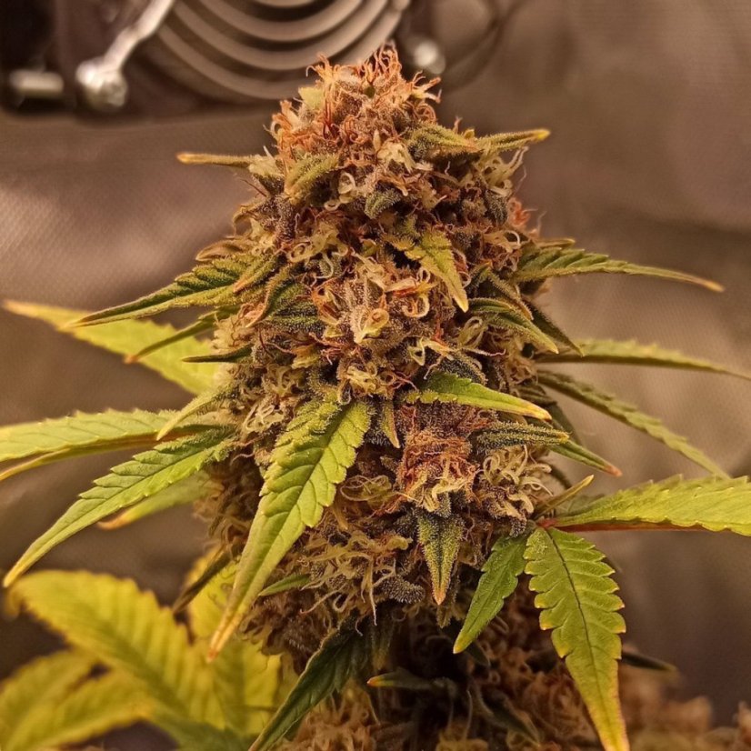 Doctor´s Choice Seeds Purple Ryder Auto Feminizada