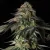 Silent Seeds Cannabis Zaden Rainbow Gas Gefeminiseerd