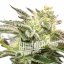 Blimburn Seeds Hanfsamen Gorilla Sherbet Feminisiert