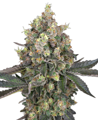Sensi Seeds Semințe de canabis Sweet Berry Breeze feminizate de White Label, 3-10 buc.