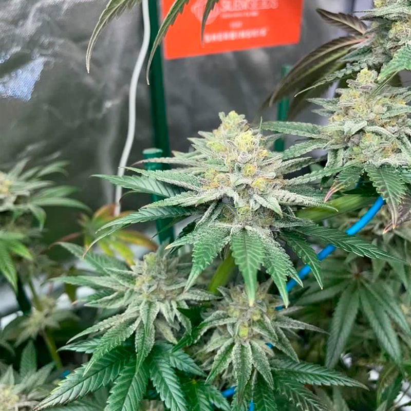 Silent Seeds Seminte de Cannabis Pink Sunset By Sherbinskis Feminizate