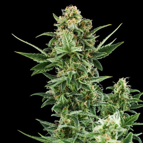 Royal Queen Seeds Seminte de canabis Royal Dwarf Auto