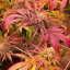 Silent Seeds Seminte de Canabis B-45 By Booba Feminizate