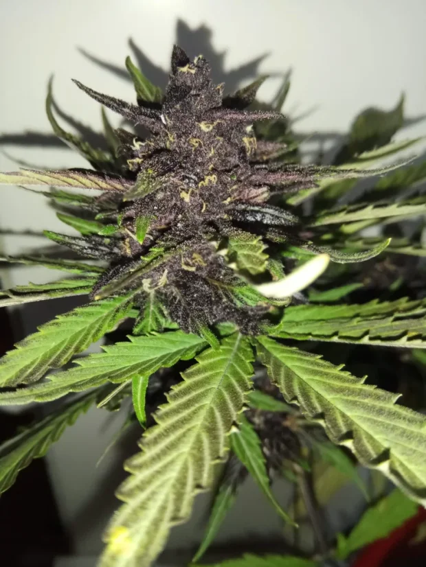 Fast Buds Cannabis Seeds C4 Auto