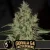 Blimburn Seeds Cannabisfrø Gorilla Glue G4 Hurtigblomstrende