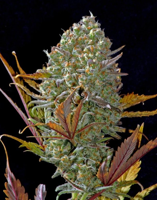 Fast Buds Cannabis Seeds Pineapple Express Auto