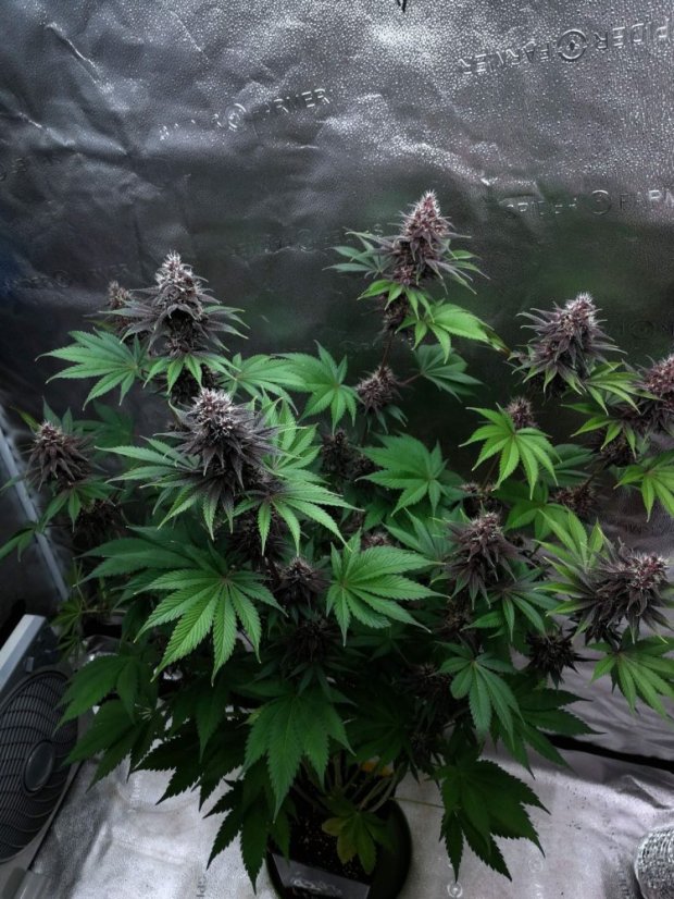 Fast Buds Cannabis Seeds Purple Lemonade FF