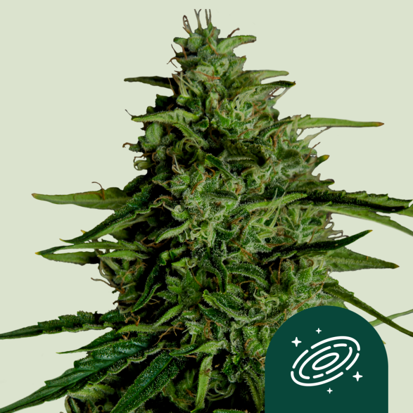Royal Queen Seeds Семена от канабис Milky Way F1 Auto