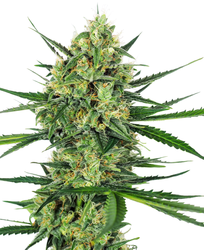 Sensi Seeds Semințe de canabis Tangerine Sugar® feminizate, 3-10 buc.