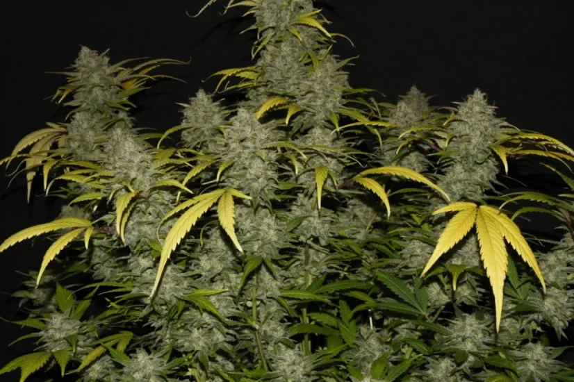 Fast Buds Biji Ganja Gelato Otomatis
