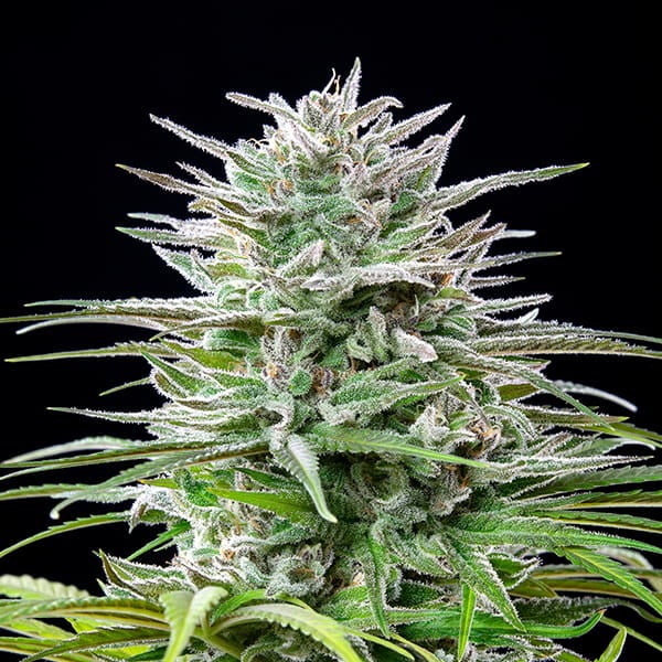 Royal Queen Seeds Seminte de canabis Speedy Chile - Feminizate rapid