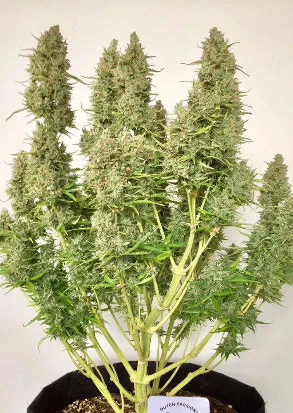 Dutch Passion Semințe de canabis Auto Ultimate® Autoflowering