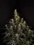Fast Buds Sjemenke konoplje Amnesia Haze Auto