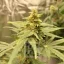 Blimburn Seeds Cannabis Seeds Mamba Negra CBD feminizált