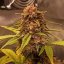 Doctor´s Choice Seeds Purple Ryder Auto Feminizada
