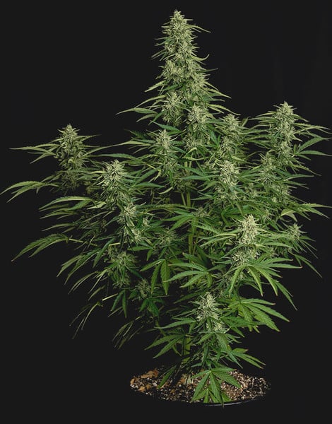 Royal Queen Seeds Семена от канабис Milky Way F1 Auto