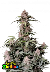 Fast Buds Semi di Cannabis Amnesia Zkittlez Auto
