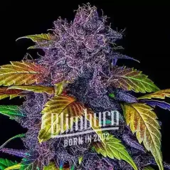 Blimburn Seeds Seminte de canabis Purple Lemonade Auto
