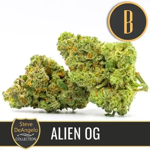 Blimburn Seeds Sjemenke konoplje Alien OG autora Stevea DeAngela Feminized