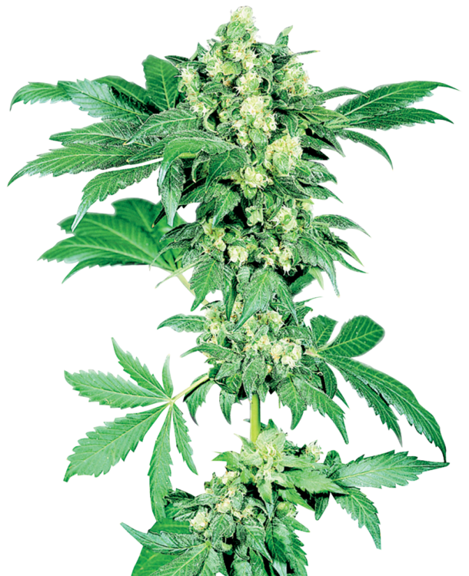 Sensi Seeds Seminte de canabis Maple Leaf Indica® Regular, 10 buc