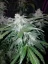 Fast Buds Sjemenke konoplje Tangie Auto