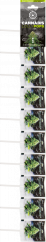Cannabis White Widow nyalókák – csíkos (10 nyalóka), 25 csíkos kartondobozban, 3000 g