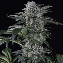 Silent Seeds Semi di cannabis Moby Dick Auto Femminizzati