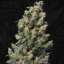 T.H.Seeds™ Semințe de canabis Kushage™, pachet 5+1, obișnuit