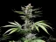 Fast Buds Sjemenke konoplje Cherry Cola Auto