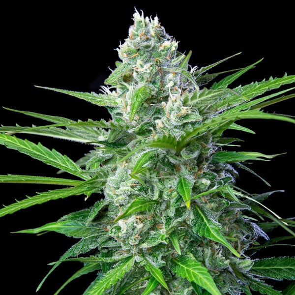 Royal Queen Seeds Semi di cannabis Royal AK Auto
