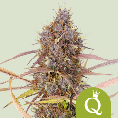 Royal Queen Seeds Sjemenke konoplje Purple Queen Auto