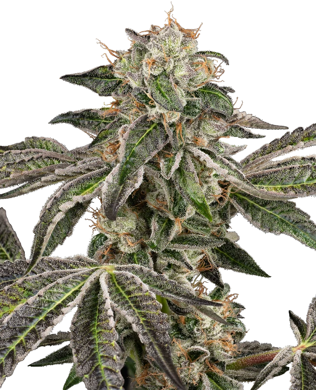 Sensi Seeds Graines de Cannabis Runtz Automatic Autoflowering