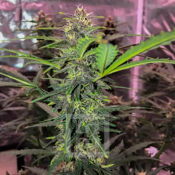 Blimburn Seeds Semințe de canabis Grizzly Purple Auto