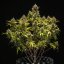 Royal Queen Seeds Graines de cannabis Blue Cheese Auto