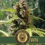 Blimburn Seeds Sjemenke konoplje Mamba Negra Auto