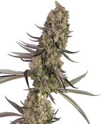 Sensi Seeds Cannabis Seeds Vlad the Inhaler Femminizzati