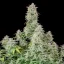 Fast Buds Semi di Cannabis Forbidden Runtz Auto