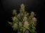 Fast Buds Sjemenke konoplje Limun AK Auto