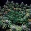 Silent Seeds Seminte exotice de canabis Gorilla Frost feminizate