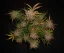 Fast Buds Sjemenke konoplje Limun AK Auto