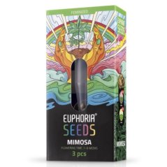 Euphoria Graines Mimosa Féminisées