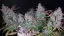 Fast Buds Cannabis Seeds Fastberry Auto